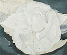 White Calico Rose 1930 - Georgia O'Keeffe