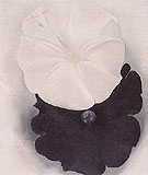 Black Petunia and White Morning Glory 1 1926 - Georgia O'Keeffe