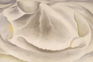 Inside Clam Shell from A Shell 1930 - Georgia O'Keeffe