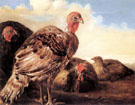 Domestic Fowl - Aelbert Cuyp