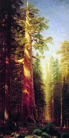 The Great Trees Mariposa Grove California - Albert Bierstadt