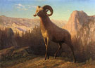 Mountain Sheep Ovis Montana - Albert Bierstadt